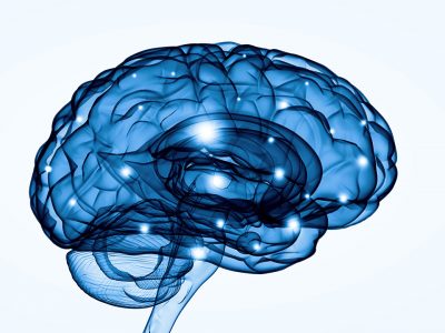 brain